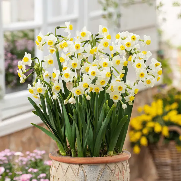Jonquil Avalanche Jonquil Avalanche