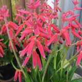 Lachenalia Pendula Pklacpen By Kenpei Own Work Via Wiki - Garden Express Australia