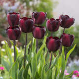 Tulip Continental Tulip Continental