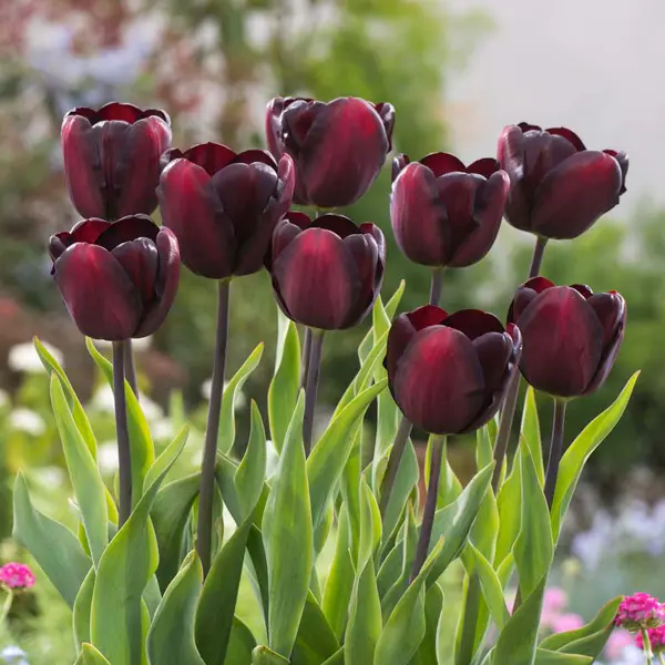 Tulip Continental