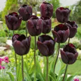 Tulip Continental Tulip Continental