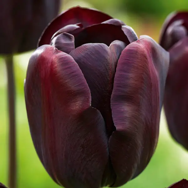 Tulip Continental