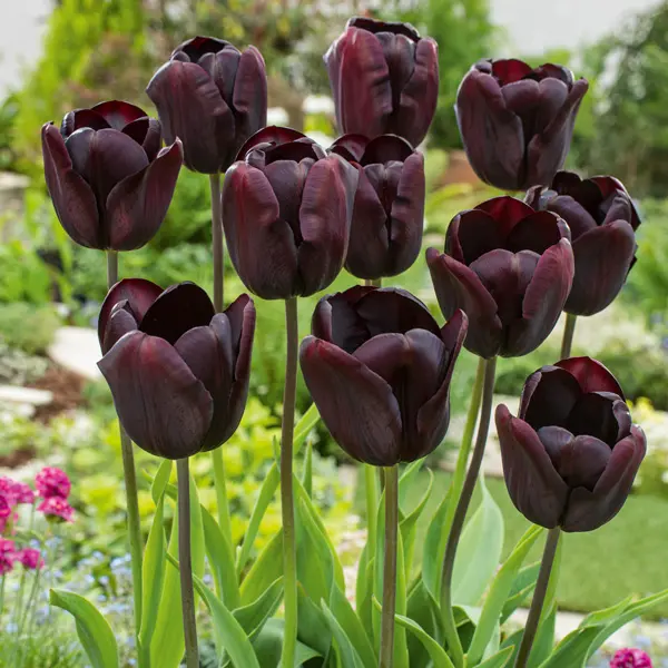 Tulip Continental