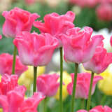 Tulip Crown Of Dynasty