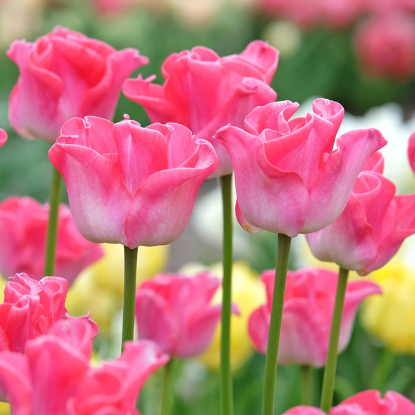 Tulip Crown Of Dynasty
