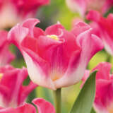 Tulip Crown Of Dynasty