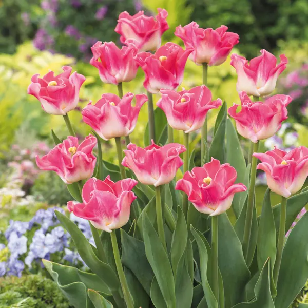 Tulip Crown Of Dynasty Tulip Crown Of Dynasty
