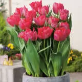 Tulip Flash Point Pktulfpo - Garden Express Australia