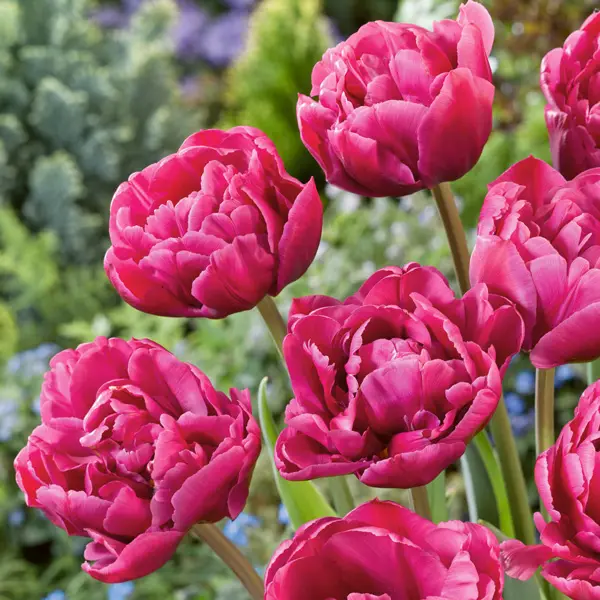 Tulip Margarita Tulip Margarita