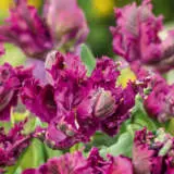 Tulip Negrita Parrot Pktulnpa - Garden Express Australia