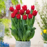 Tulip Red Rover Pktulrro - Garden Express Australia