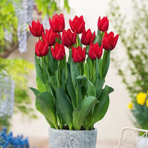 Tulip Red Rover Tulip Red Rover