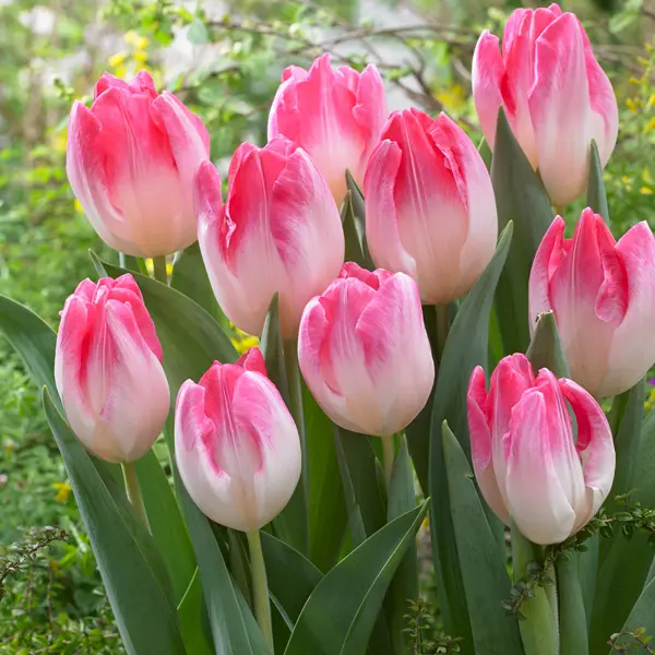 Tulip Sinfonie Tulip Sinfonie