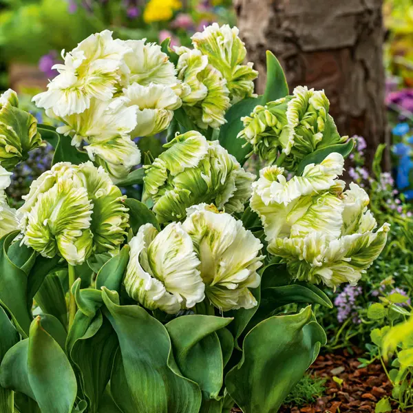 Tulip Super Parrot Tulip Super Parrot