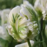 Tulip Super Parrot Tulip Super Parrot