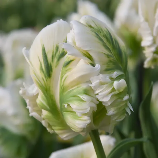 Tulip Super Parrot Tulip Super Parrot