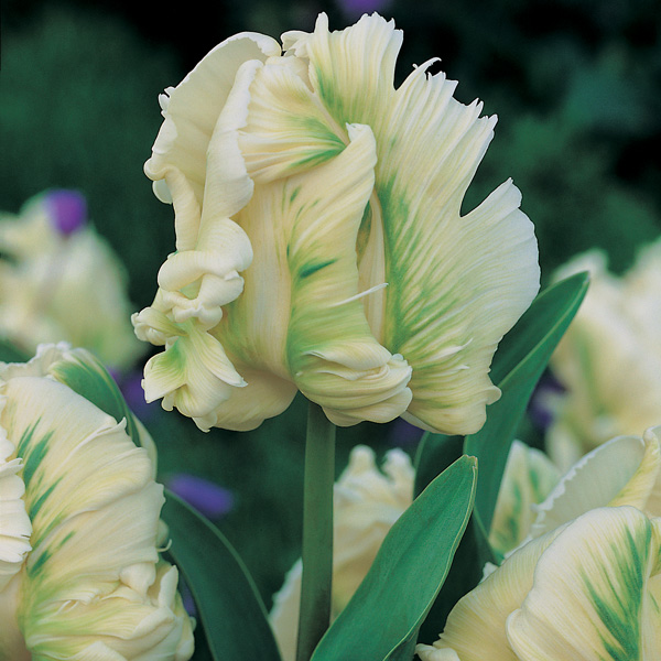 Tulip Super Parrot Tulip Super Parrot