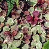 Ajuga Burgundy Glow Lpoajubgl - Garden Express Australia