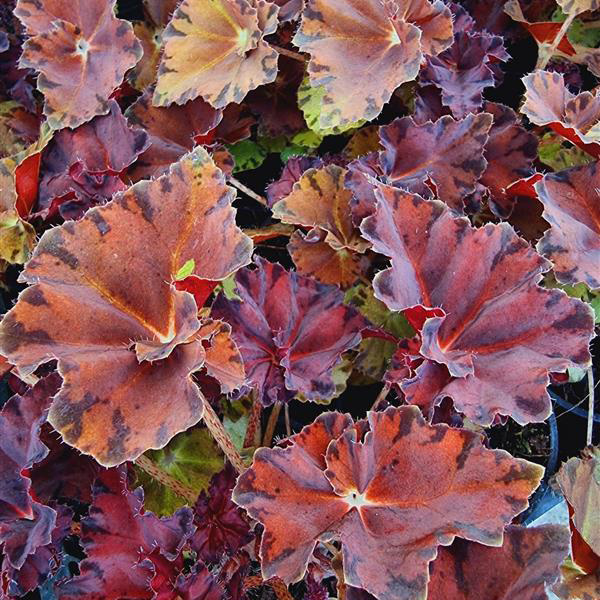 Begonia Sunset Blaze