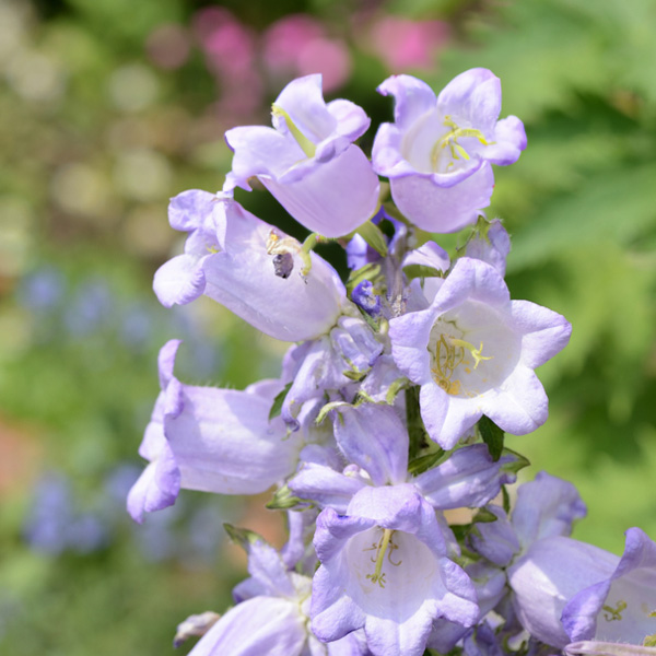 Campanula Canterbury Bells Lavender Campanula Canterbury Bells Lavender