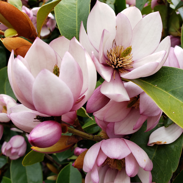 Fairy Magnolia Blush Fairy Magnolia Blush