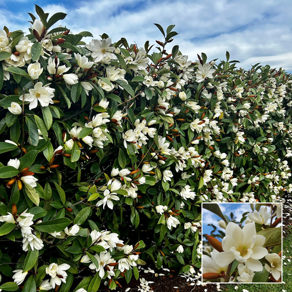 Fairy Magnolia Cream Hedge Collection Fairy Magnolia Cream Hedge Collection