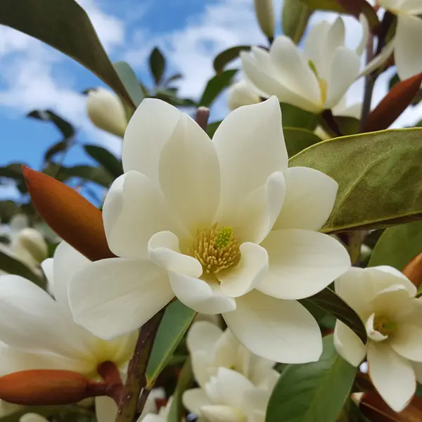 Fairy Magnolia Cream Fairy Magnolia Cream