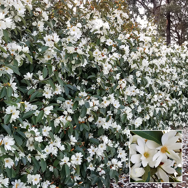 Fairy Magnolia White Hedge Collection Fairy Magnolia White Hedge Collection