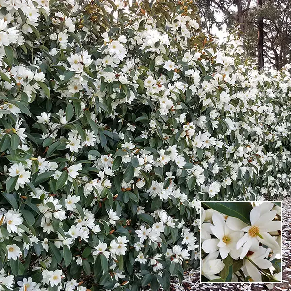 Fairy Magnolia White Hedge Collection Fairy Magnolia White Hedge Collection