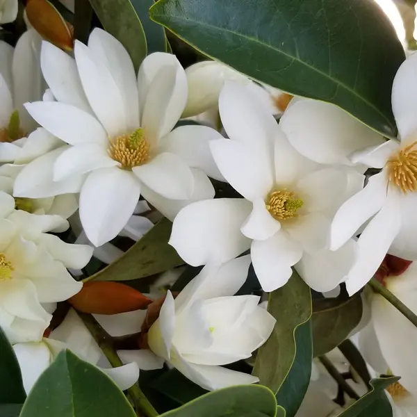 Fairy Magnolia White Fairy Magnolia White