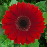 Gerbera Basta Plagerbas - Garden Express Australia