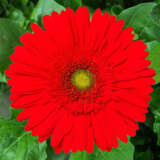Gerbera Bellagio Gerbera Bellagio