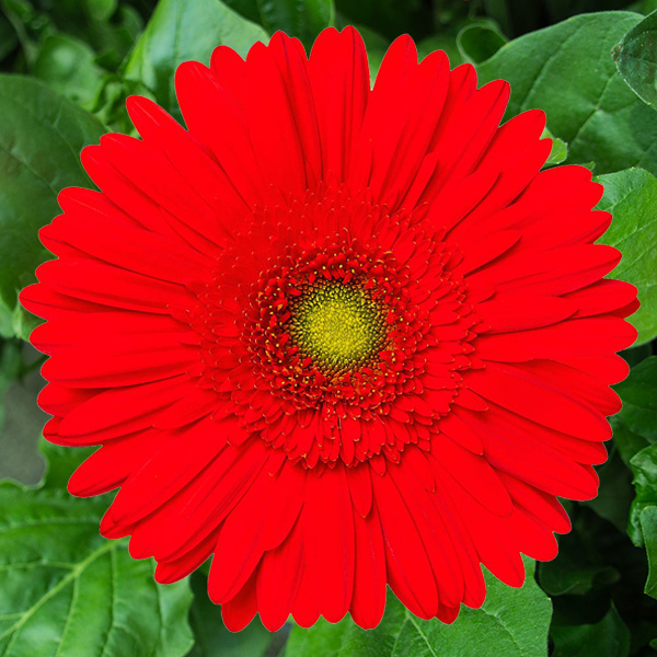 Gerbera Bellagio Gerbera Bellagio
