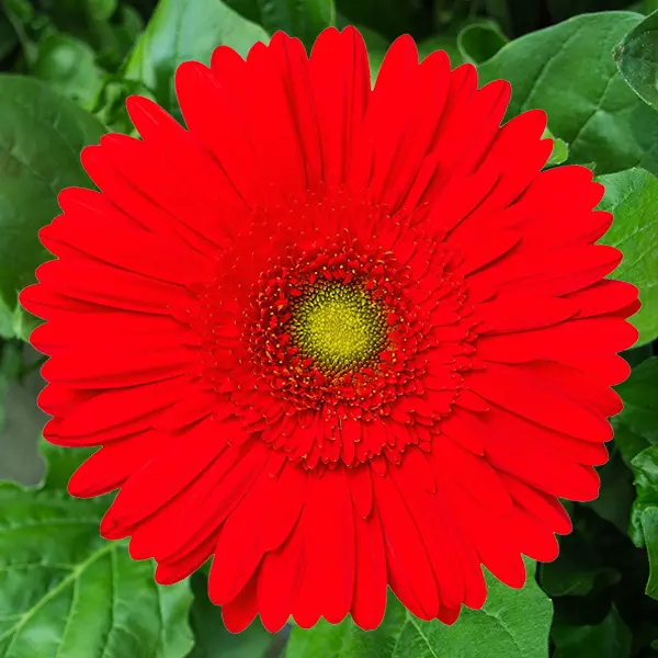 Gerbera Bellagio
