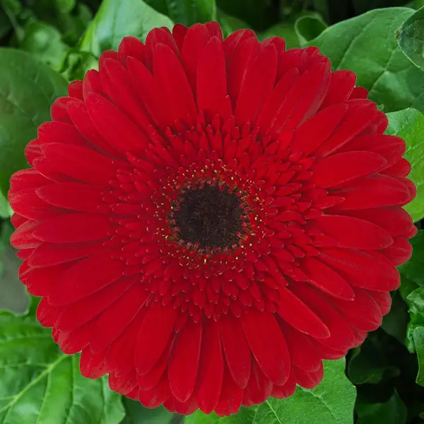 Gerbera Kilan