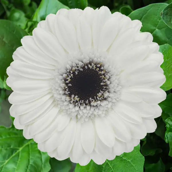 Gerbera Lido