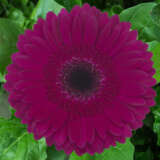 Gerbera Passoa Gerbera Passoa