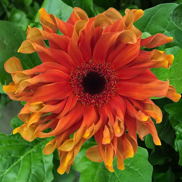 Gerbera Pastini Capreese Gerbera Pastini Capreese