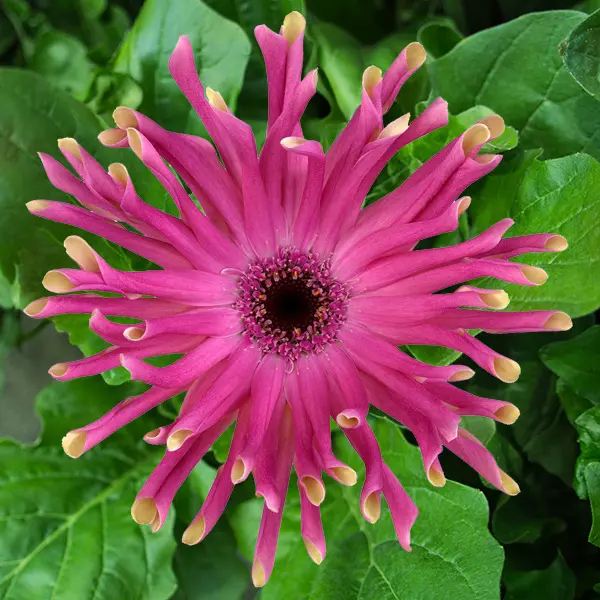 Gerbera Pastini Vittoria Gerbera Pastini Vittoria
