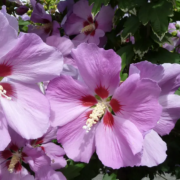 Hibiscus Single Purple Hibiscus Single Purple
