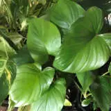 Homalomena Rubescens Homalomena Rubescens