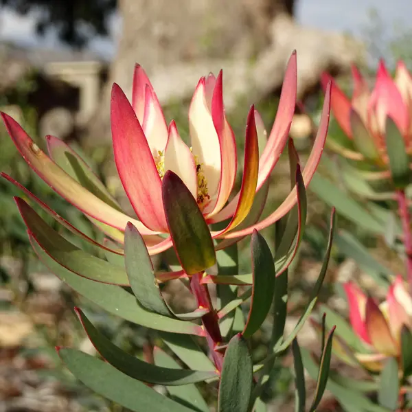 Hedging Pack – Leucadendron Fire Glow Hedging Pack – Leucadendron Fire Glow