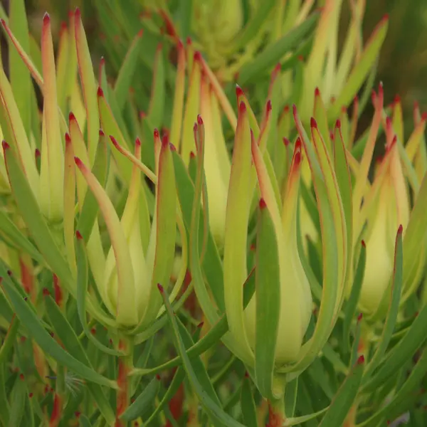Leucadendron Inca Gold