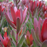 Leucadendron Safari Sunset 50mm