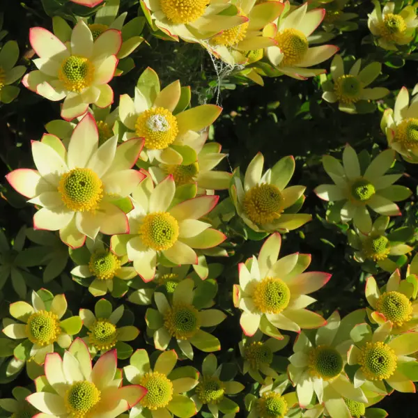 Leucadendron Sundance