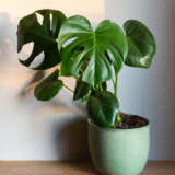 Monstera Tauerii- Dwarf Swiss Cheese Plant Monstera Tauerii- Dwarf Swiss Cheese Plant
