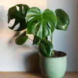 Monstera Tauerii Dwarf Swiss Cheese Plant P10montau - Garden Express Australia