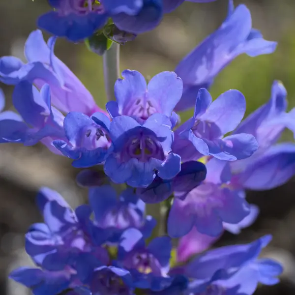 Penstemon Catherine De La Mare Penstemon Catherine De La Mare