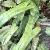 Philodendron Atabapoense P10phiata - Garden Express Australia