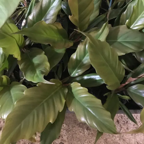 Philodendron Choco Empress Philodendron Choco Empress